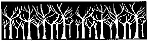 bosco alberi.jpg (17123 Byte)
